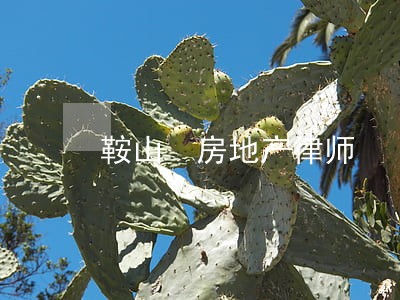 鞍山 房地产律师